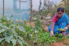 Progress-of-Kitchen-Gardens-Phase-II-40