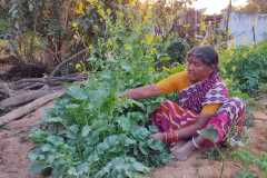 Progress-of-Kitchen-Gardens-Phase-II-42