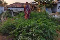 Progress-of-Kitchen-Gardens-Phase-II-43