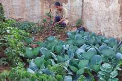 Progress-of-Kitchen-Gardens-Phase-II-44