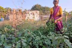 Progress-of-Kitchen-Gardens-Phase-II-45