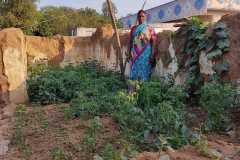 Progress-of-Kitchen-Gardens-Phase-II-47