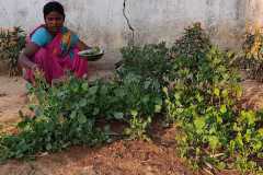 Progress-of-Kitchen-Gardens-Phase-II-48