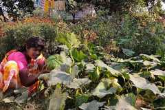 Progress-of-Kitchen-Gardens-Phase-II-49