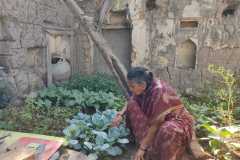 Progress-of-Kitchen-Gardens-Phase-II-5