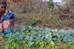 Progress-of-Kitchen-Gardens-Phase-II-53