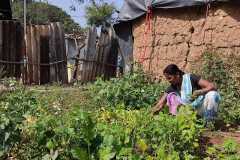 Progress-of-Kitchen-Gardens-Phase-II-6