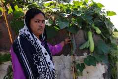 Progress-of-Kitchen-Gardens-Phase-II-9