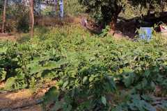 Progress-of-Kitchen-Gardens-Phase-II50