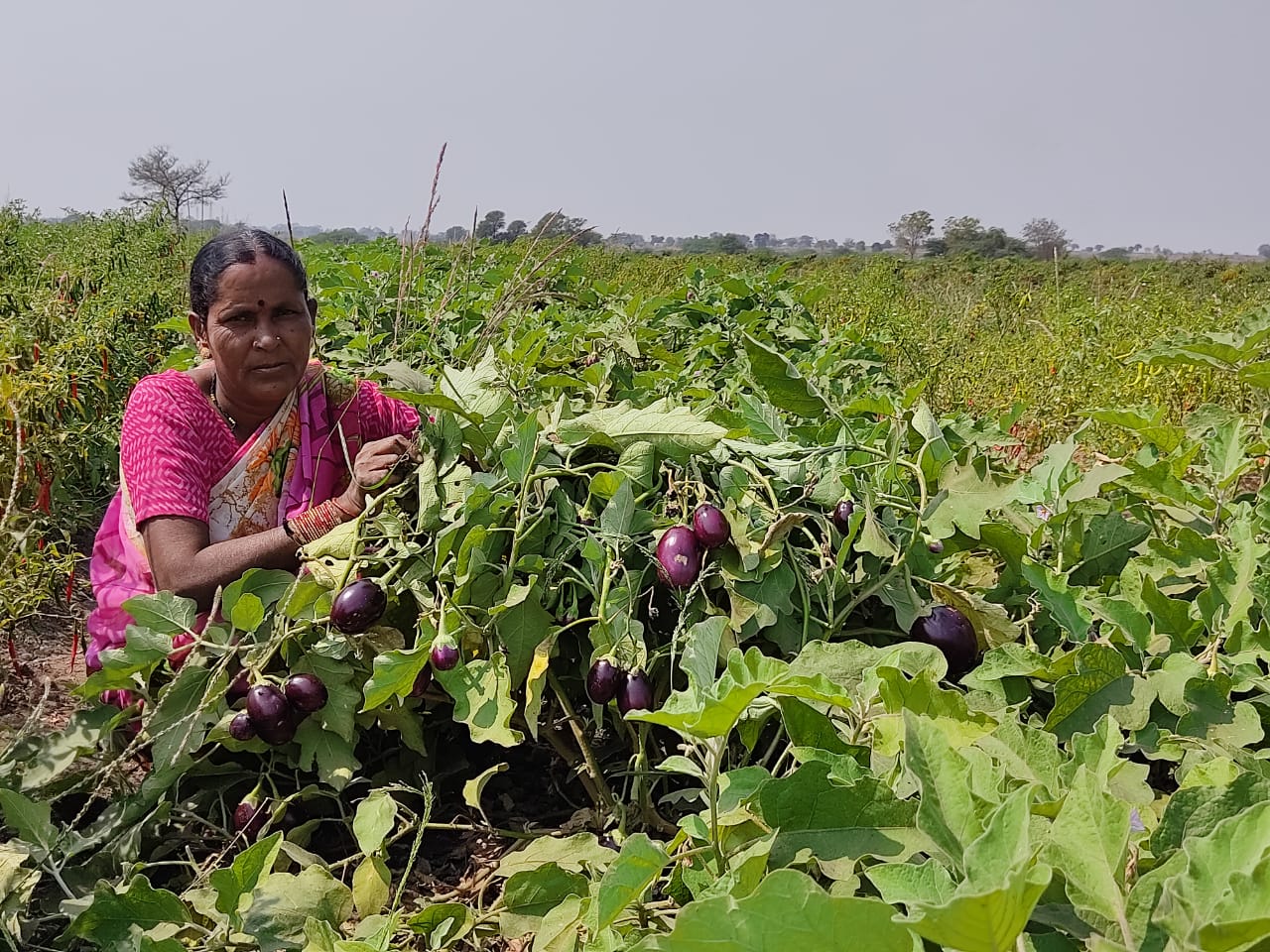 Progress of Kitchen Gardens – Phase-II